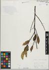 Foto von Salix mielichhoferi Saut.
